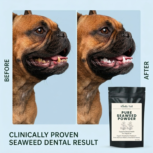 Does Seaweed Remove Plaque in Dogs? A Natural Solution Explained