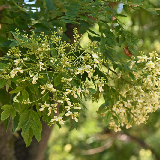 Quercetin for Dogs: A Natural Antihistamine for Allergies & Itchy Skin