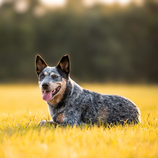 Do Holistic Vets Really Help Boost Dog Immunity Naturally? What Science Says