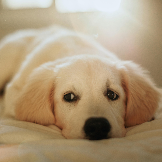 Best dog allergy supplements in Australia for itchy skin, paw licking and seasonal sensitivities