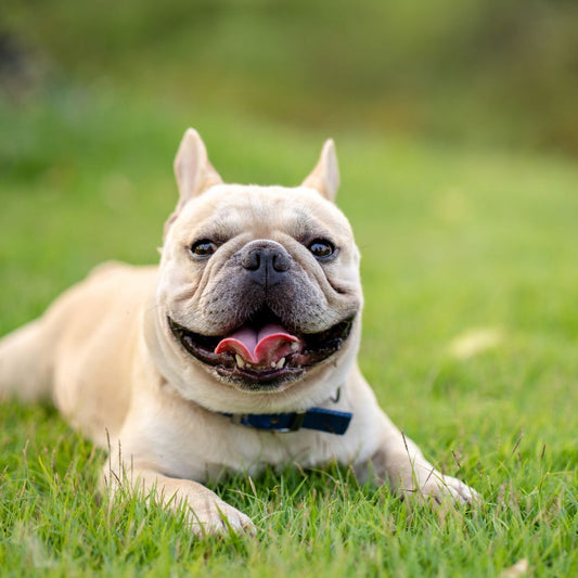 Why Does My French Bulldog Get Red, Itchy Skin After Walks? And How Should I Do？