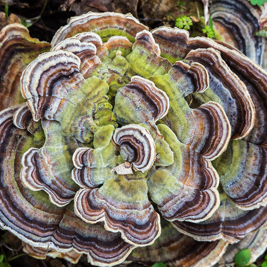 Turkey Tail for Dogs: Benefits, Dosage & Is It Safe?