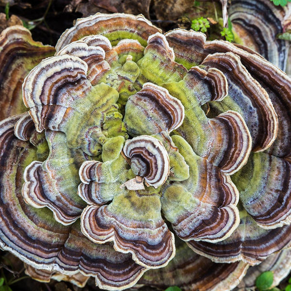 Turkey Tail for Dogs: Benefits, Dosage & Is It Safe?
