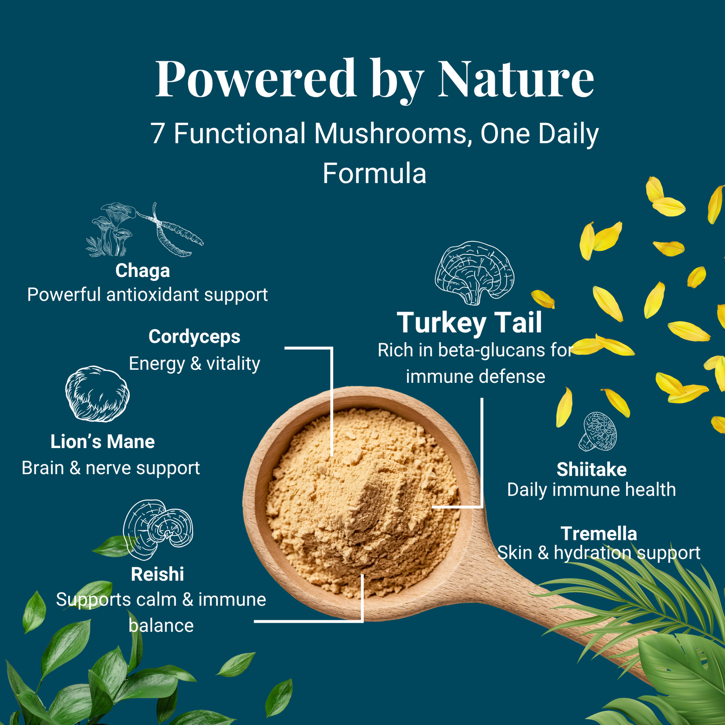 7 functional mushrooms for dogs including turkey tail reishi chaga lion mane and cordyceps for immune support
