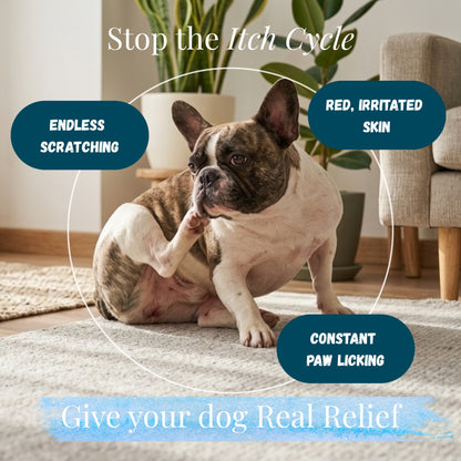 Dog allergy symptoms including itching, scratching and skin irritation commonly seen in sensitive pets.