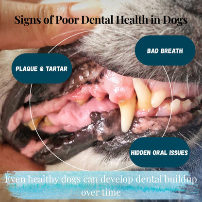 dog dental problems including bad breath plaque buildup and tartar accumulation in dogs