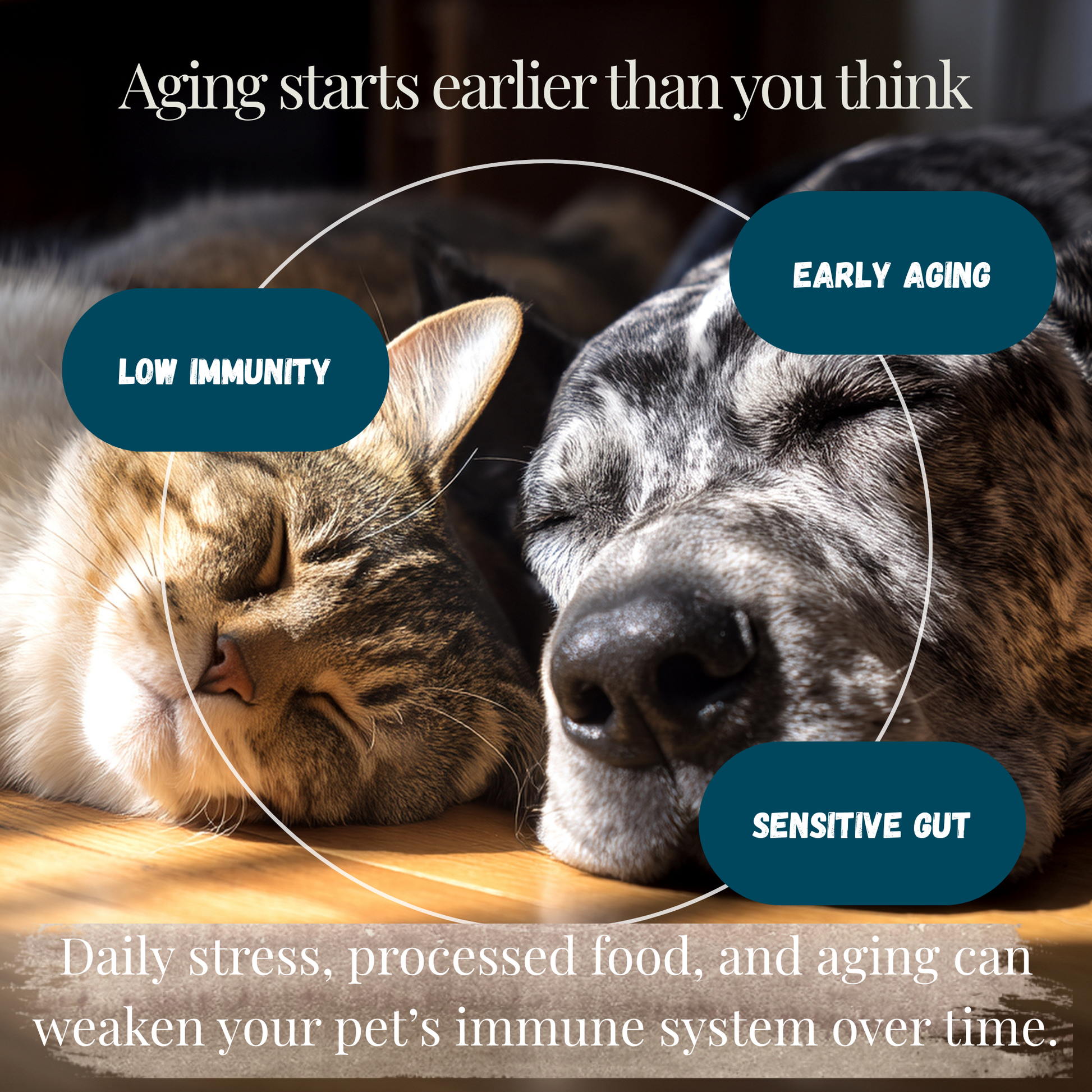 Cat and dog lying down with text about pet aging and health issues. Showing early signs of weak immune system and low energy, natural immune support supplement for dogs