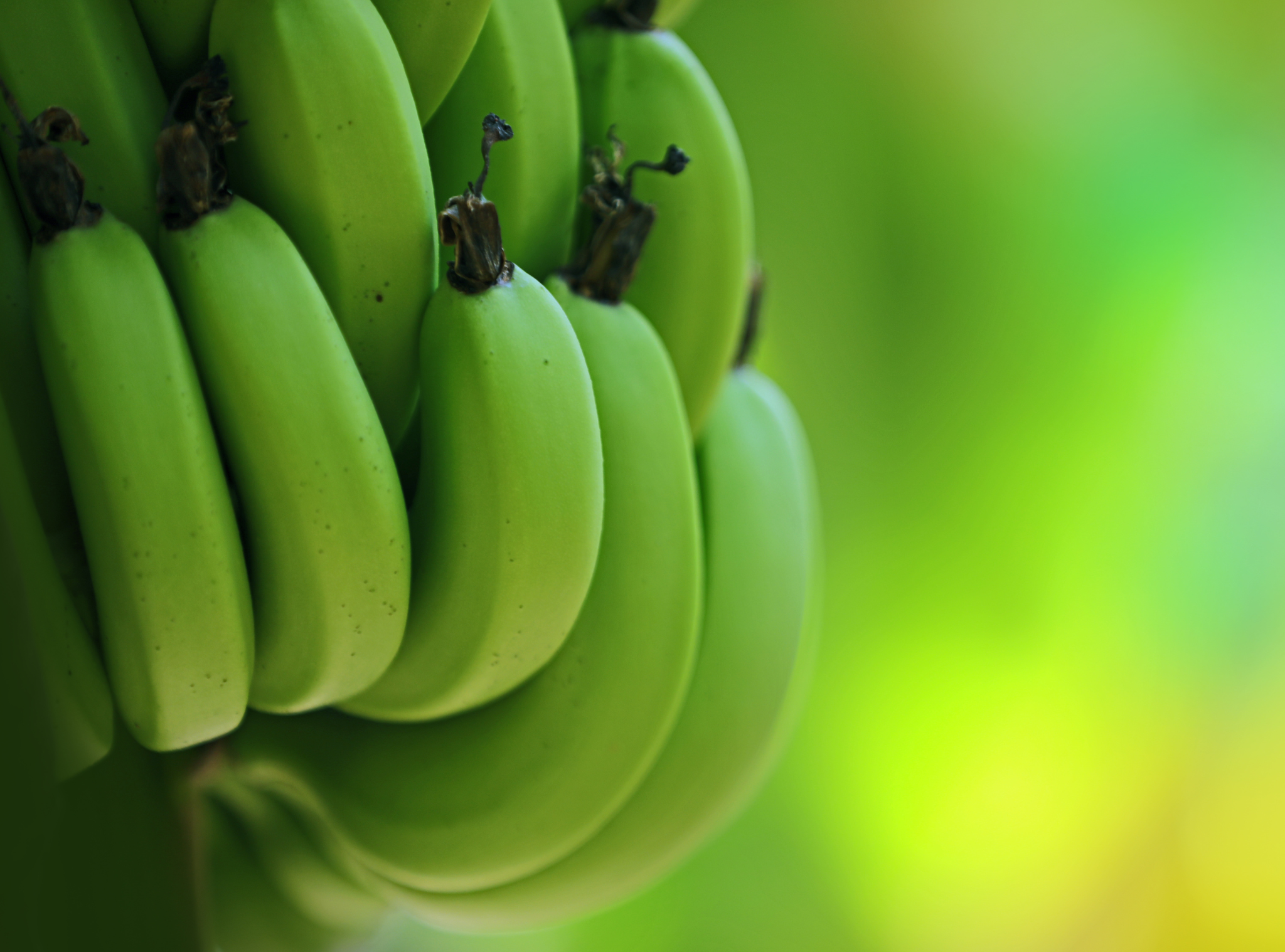 Close-up of green bananas with a blurred green background