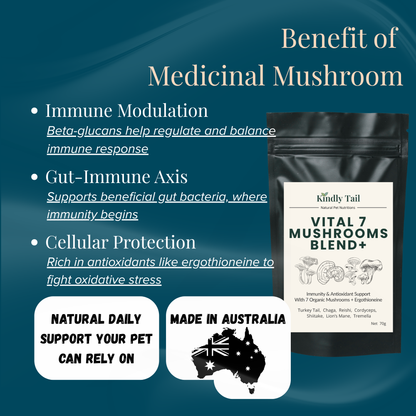 How functional mushrooms support dog immune system through beta glucans gut health and antioxidant protection