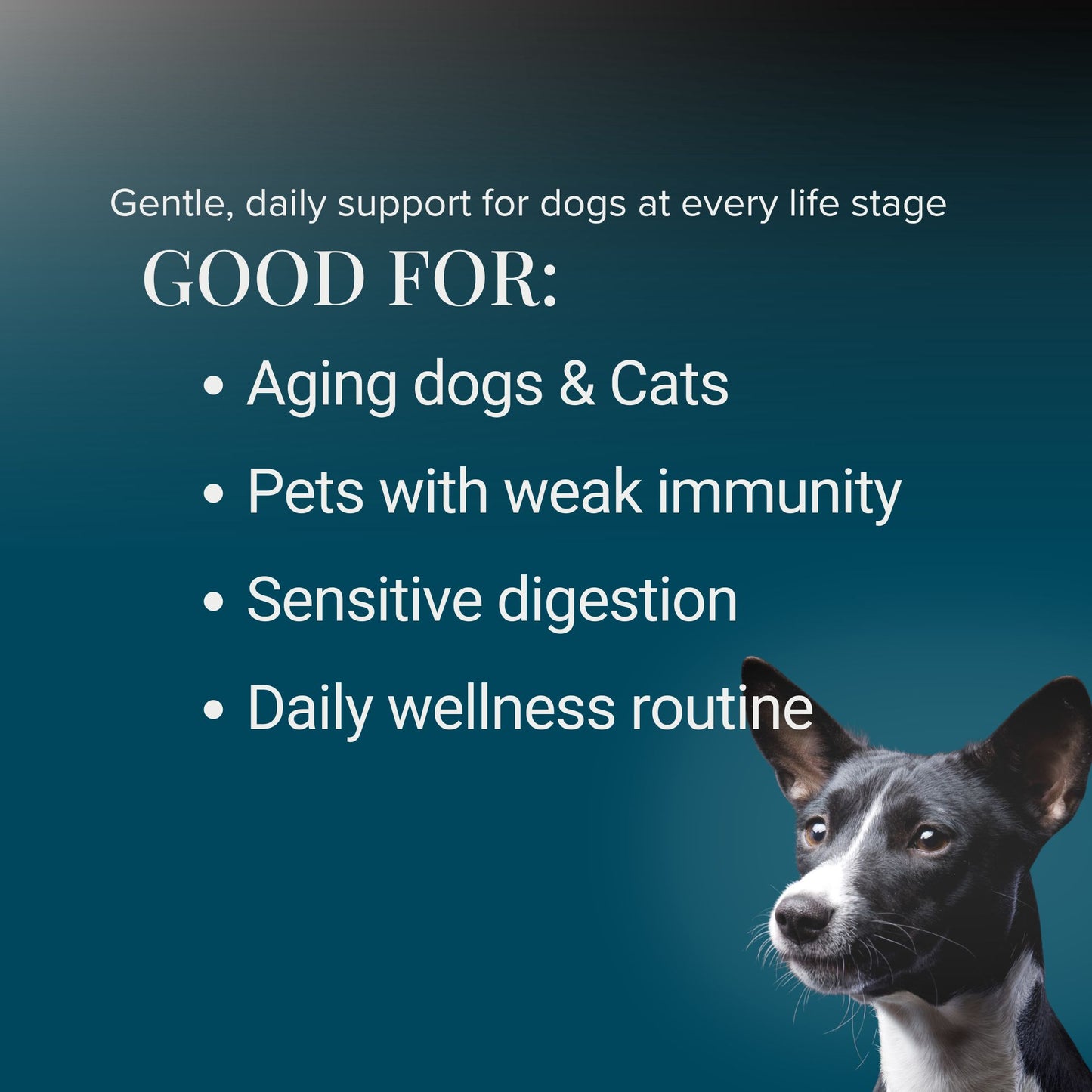 Mushroom supplement for dogs and cats ideal for senior pets low immunity sensitive digestion and daily immune support