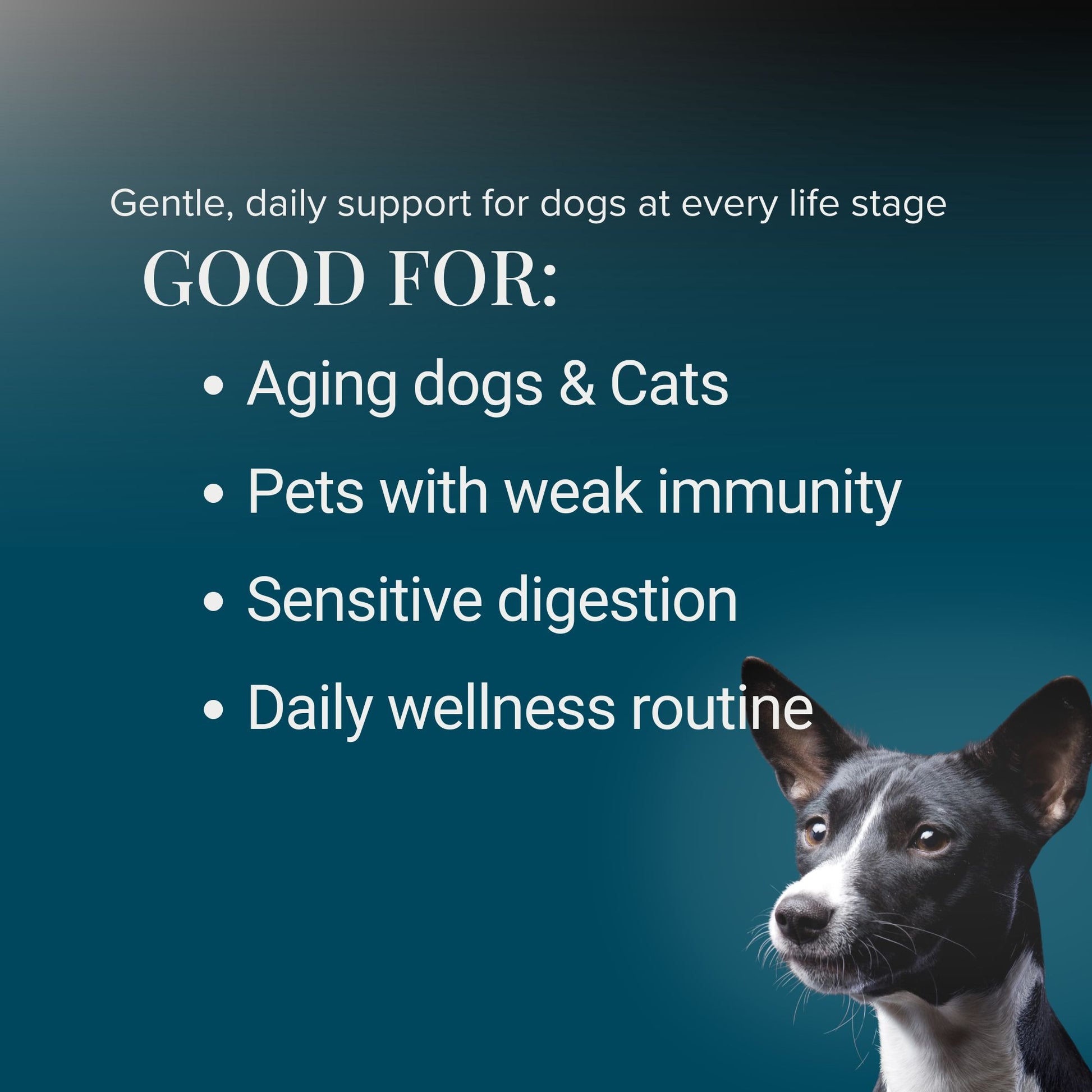 Mushroom supplement for dogs and cats ideal for senior pets low immunity sensitive digestion and daily immune support