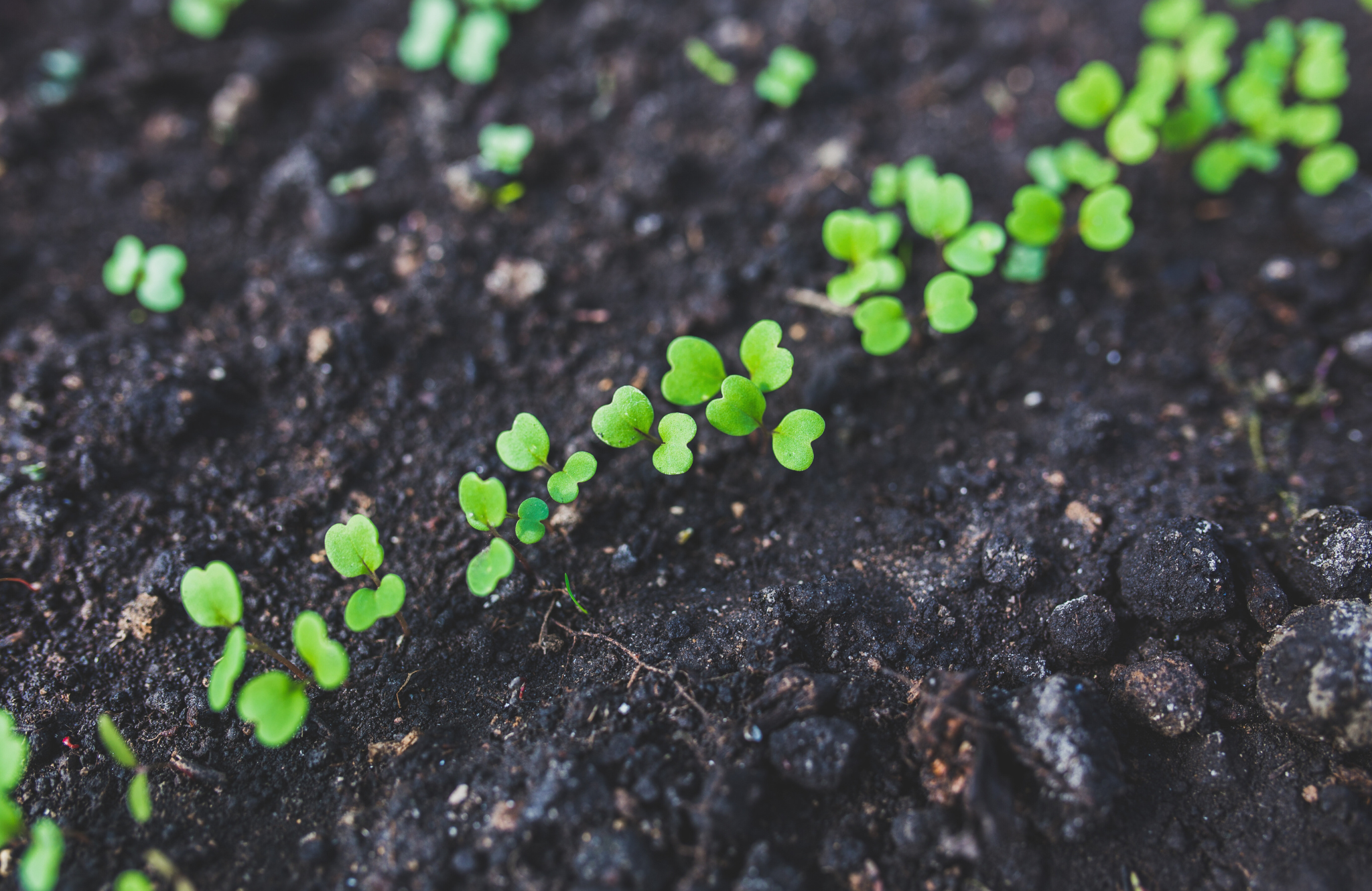 Close-up of small green plants sprouting from dark soil