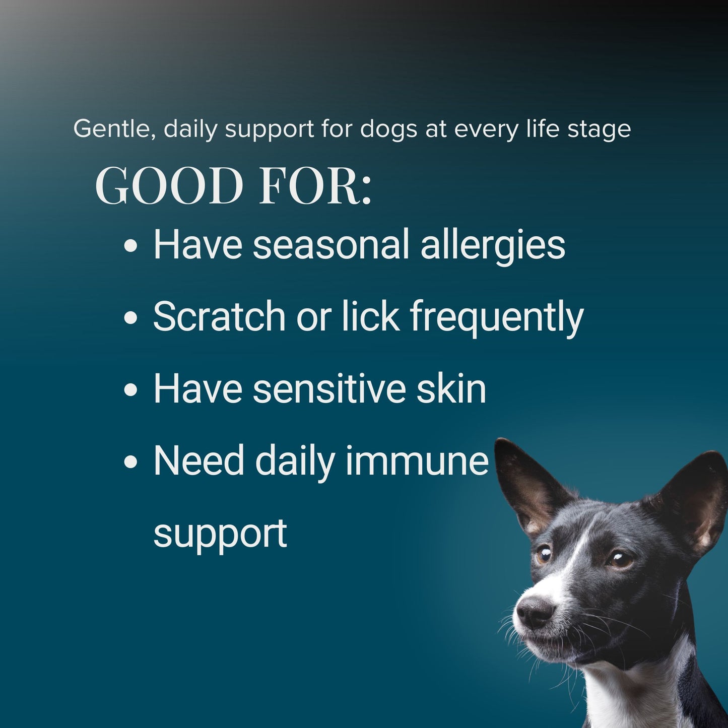 Dog allergy support supplement ideal for itchy skin, seasonal allergies and immune support